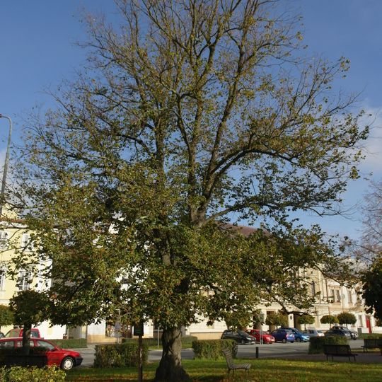 Lípa Svobody na Kupkově náměstí v Opočně