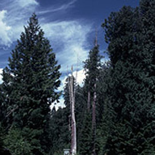 Hobo Cedar Grove Botanical Area