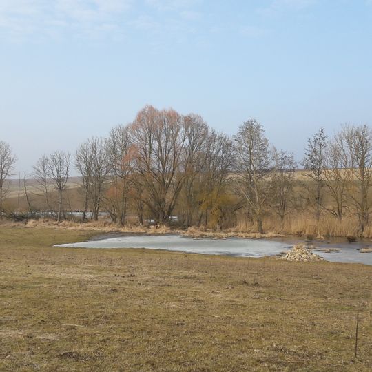 Wiesenweihe Taubergrund