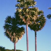 Petites Îles de la Sonde orientales