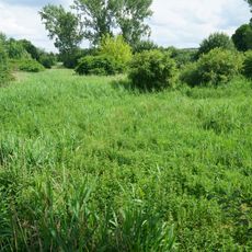 Feuchtbiotop Entensee