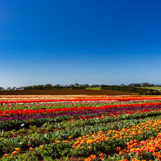Wynyard Tulip Festival, Tasmania