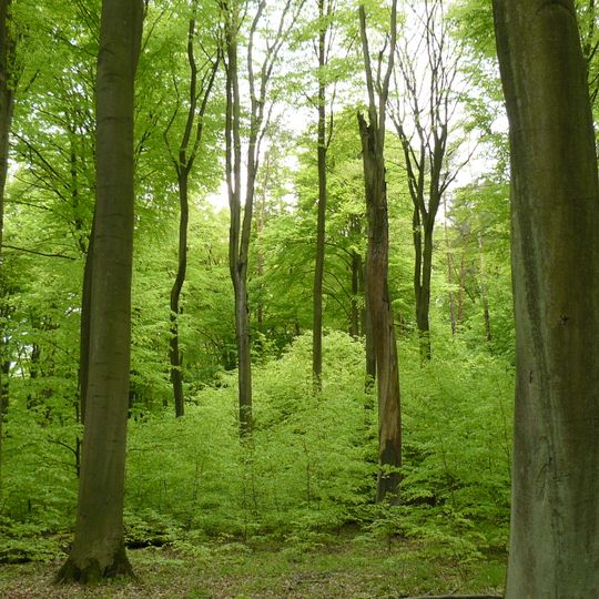 Rezerwat przyrody Buczyna Helenopol