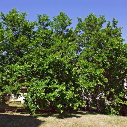 Morus alba in Schildau