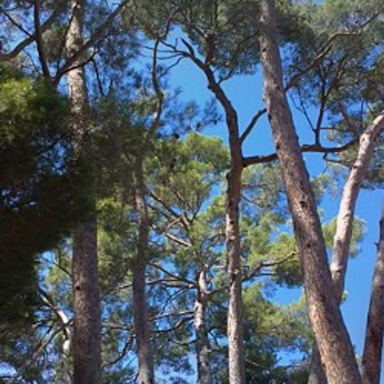 Pineda de Can Ferrer del Coll