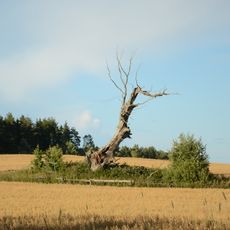 Karste hiietamm
