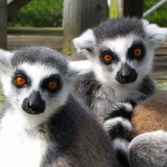 Zoo di Magnetic Hill