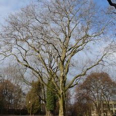 Platan javorolistý v Třebovicích