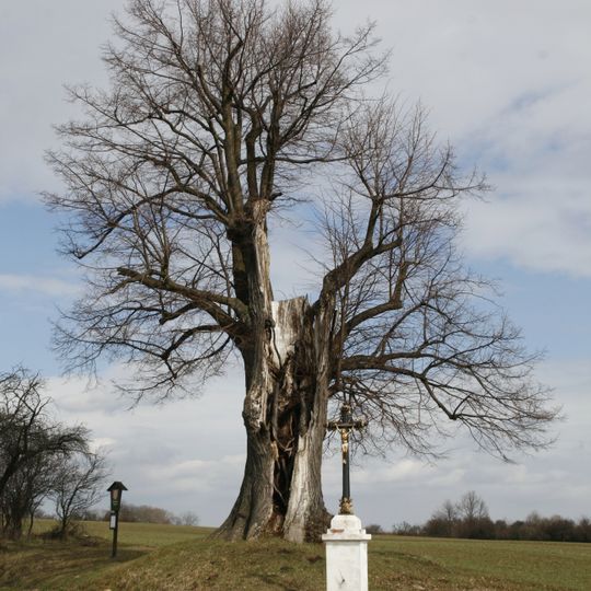 Lípa u Taušovny