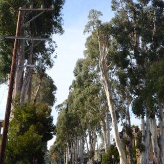Howard–Ralston Eucalyptus Tree Rows