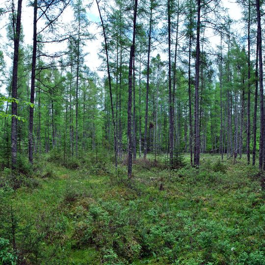 Twin Lakes Bog State Natural Area