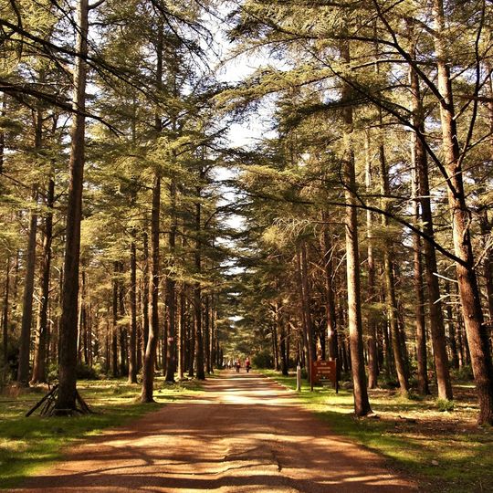 Forêt des cèdres du Luberon