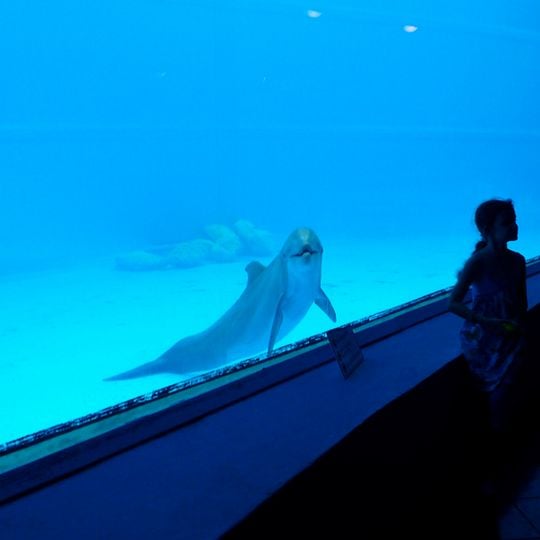 Aquarium national de Cuba