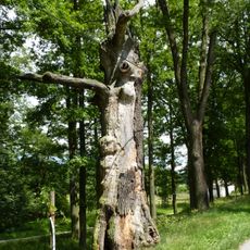 Památné stromořadí u Rožmberka