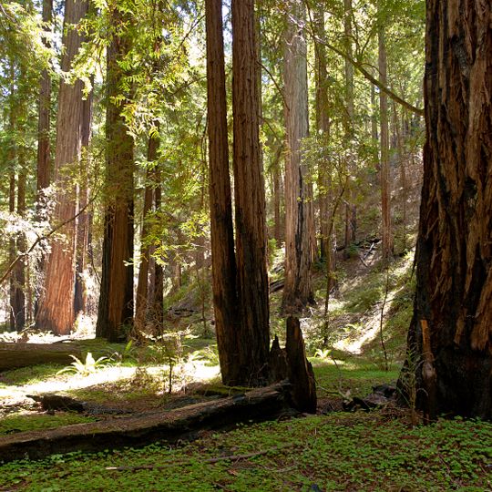 Montgomery Woods State Natural Reserve