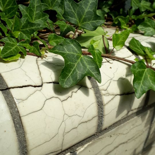 Vorgarten, ab Schmargendorfer Straße 6