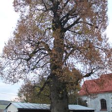 Lípa v Lesné u pana Hrčína