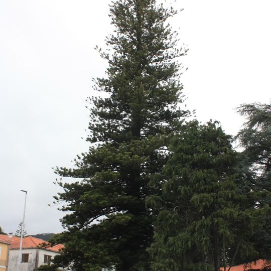 Árvore isolada em Centro de Saúde de Viana do Castelo