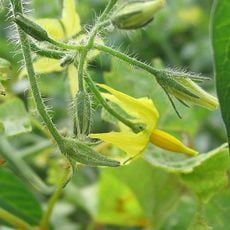 Jardín del paraíso