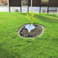 Pomník stromu přátelství hasičů v Horním Podluží