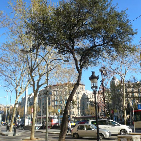 L'alzina de Mossèn Cinto