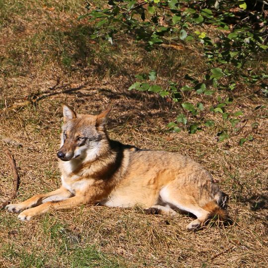 Wolf Park