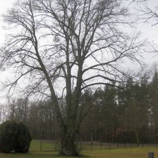 Winterlinde Friedhof Grünewald