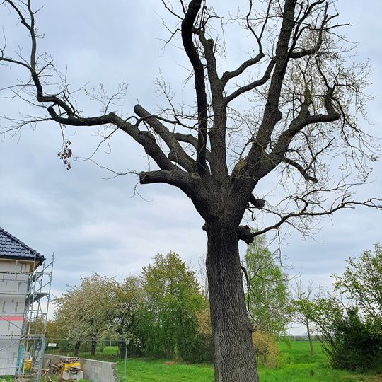 Stieleiche am Ortseingang Gerbisdorf