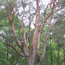 Gemeine Kiefer an den Berggärten