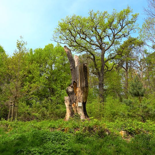 Eiche im Gewann Böfinger Halde