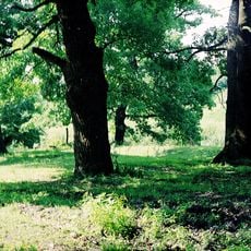 Ділянка дубового лісу Василівської лісової дачі