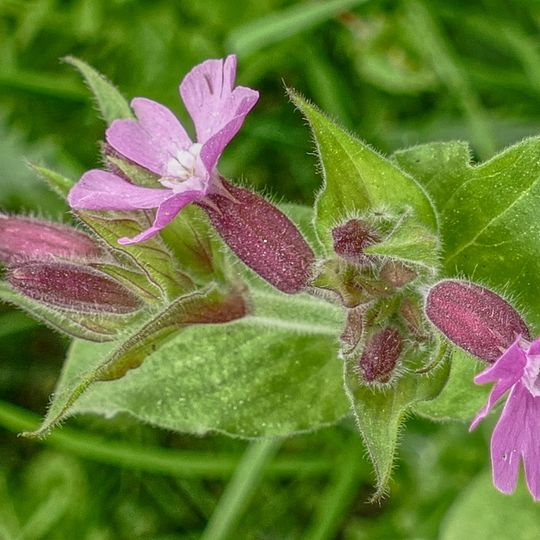 Almsick-Büren-Estern