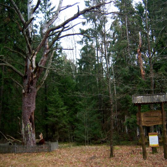 Vienišoji Zvėgių miško pušis