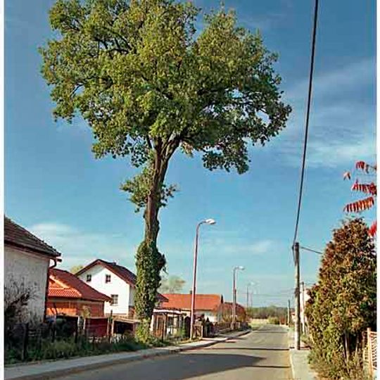 Duby v Třesovicích