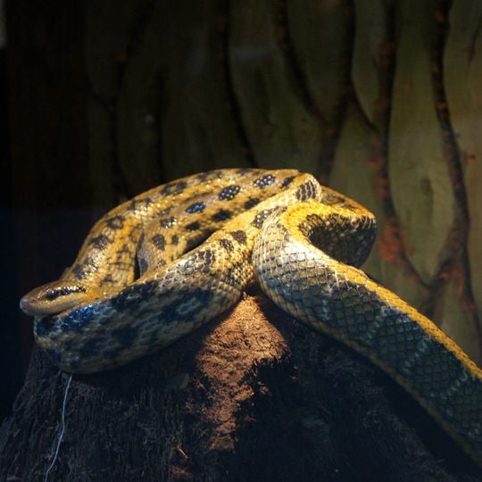 Park Edukacyjny Zoo - Egzotyczne Kaszuby