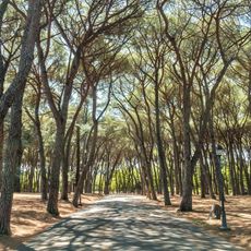Pineta di Montecatini Terme