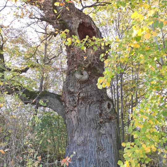 Oak in Raduň