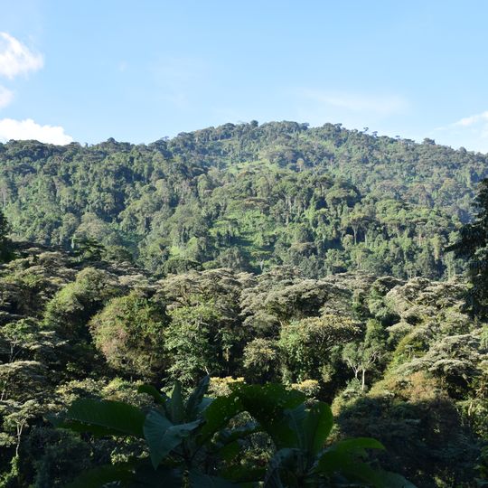 North Rwenzori Central Forest Reserve