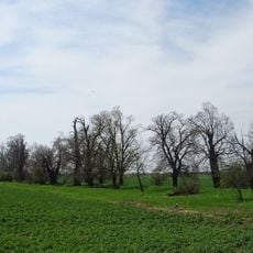 Alley from Tilia near Neubleesern
