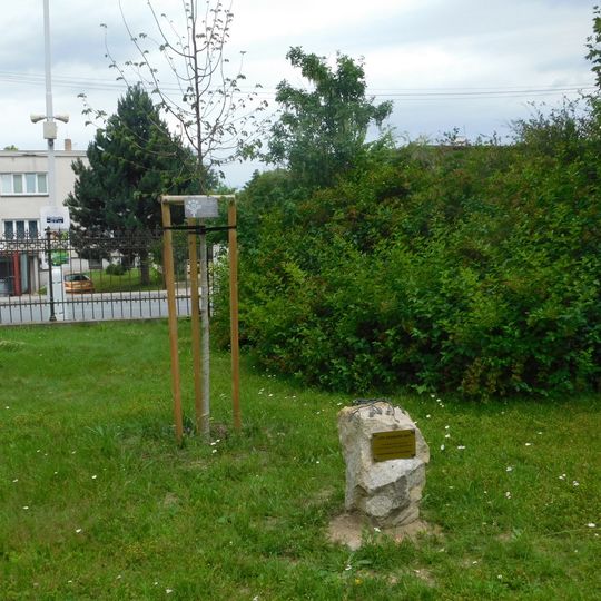 Lípa svobody v zámeckém parku ve Světlé nad Sázavou