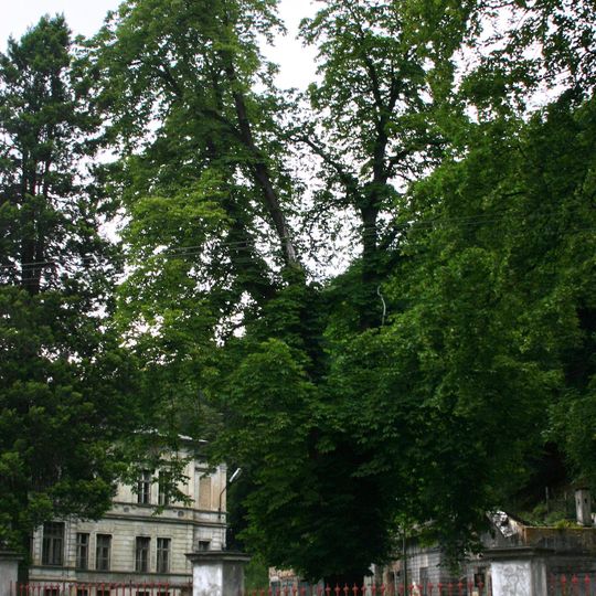 Lípa v Šumné u Litvínova