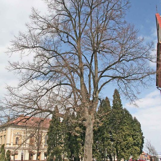 Lípa před kostelem v Opočně