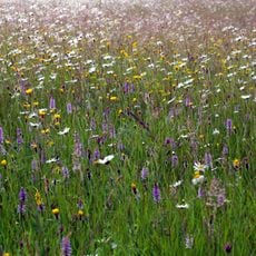 Pentwyn Farm Grasslands