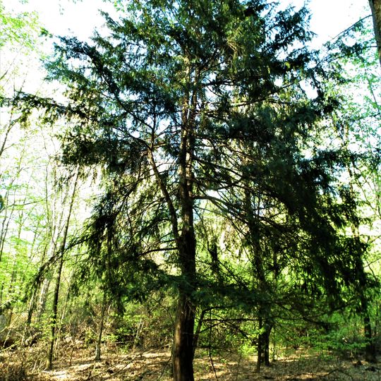 Rezerwat przyrody Cisy koło Sierakowa