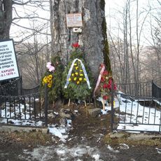 Fagus sylvatica in Beklemeto Pass