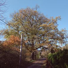 Dub u cesty v Poddubí