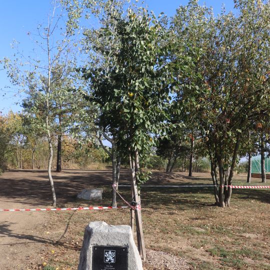 Lípa republiky v Mikulovicích