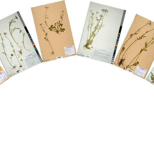Herbarium de Neuchâtel