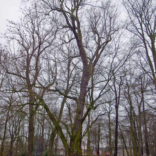 Stříbrný javor v Husových sadech