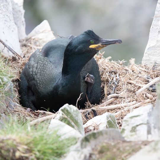 Hornøya og Reinøya
